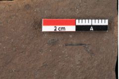 Foto (Detailansicht) von Widdringtonia ungeri Endl. (NHMW-GEO-2024-0188-0123)